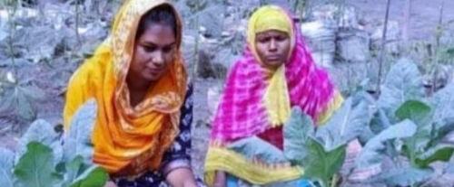 পলাশবাড়ীতে অনাবাদি জমিতে বস্তায় আদা চাষসহ সবজি চাষ