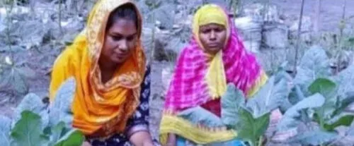 পলাশবাড়ীতে অনাবাদি জমিতে বস্তায় আদা চাষসহ সবজি চাষ