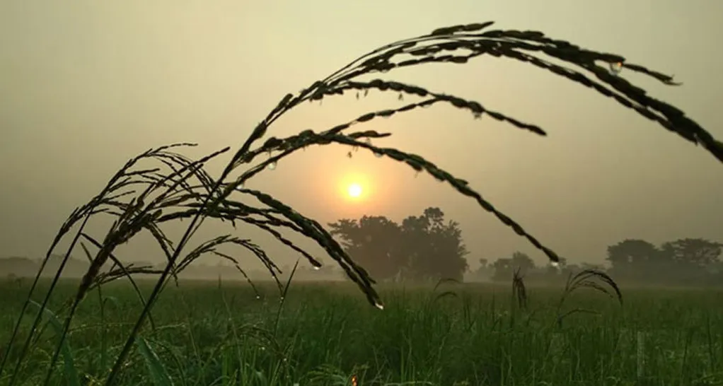 প্রকৃতিতে শীতের আমেজ