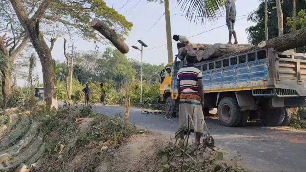 বন বিভাগই এক বছরে কেটেছে ১৭শ গাছ, রোপণ করেনি একটিও