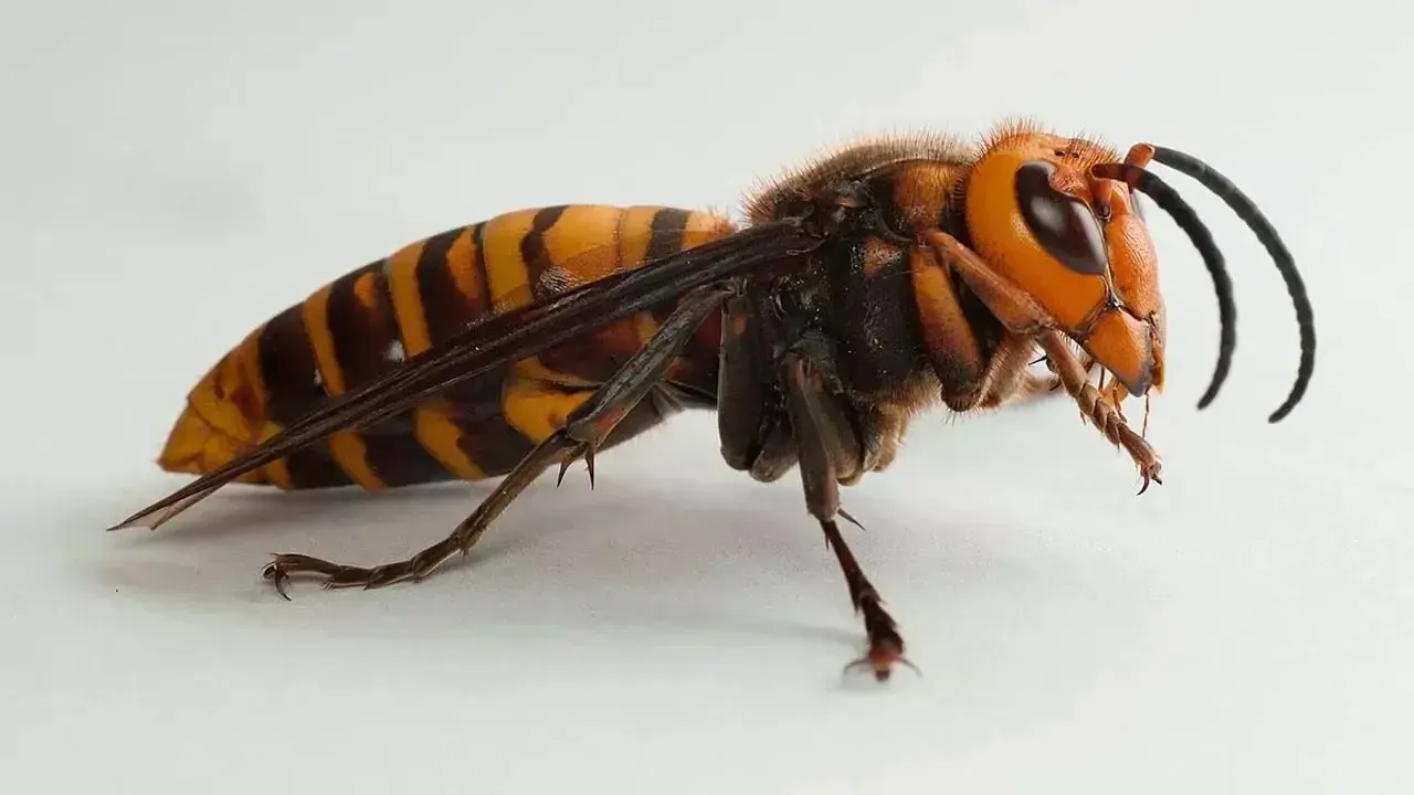 পুকুরে ঝাঁপ দিয়েও প্রাণ গেল বৃদ্ধের