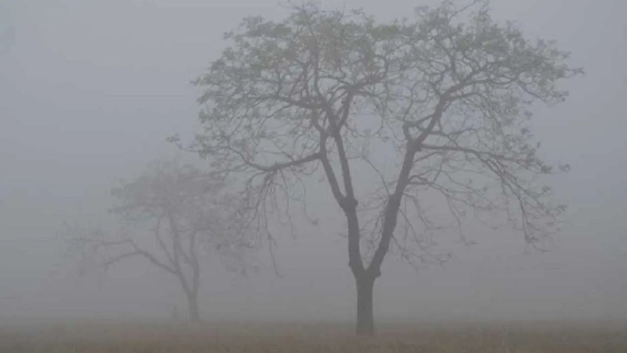 আগামী ৫ দিন থাকবে কুয়াশার দাপট