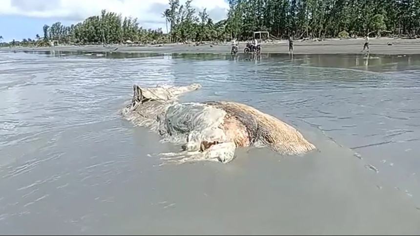 30-feet-long dead whale washes up on Kuakata beach