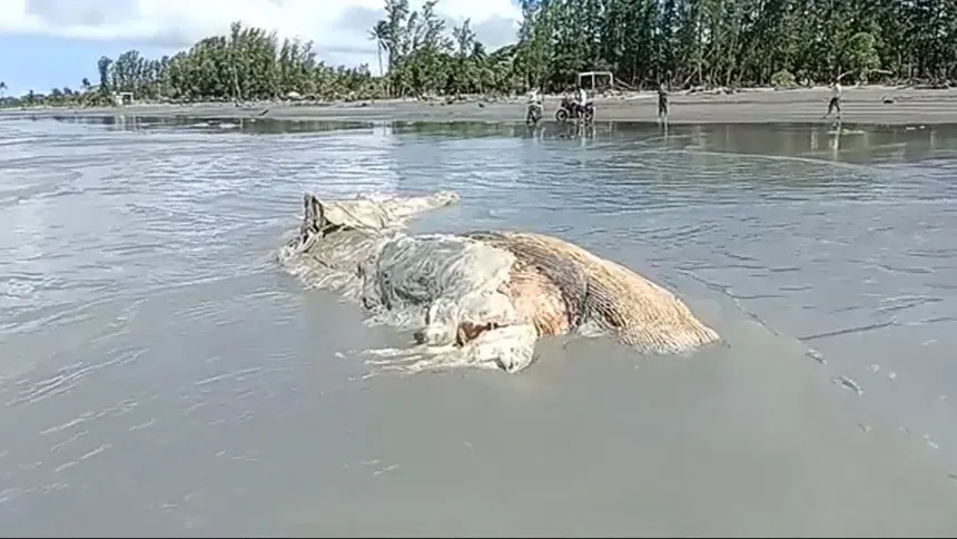 30-feet-long dead whale washes up on Kuakata beach