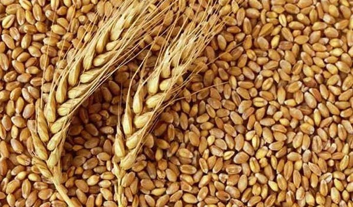 wheat-2502250729