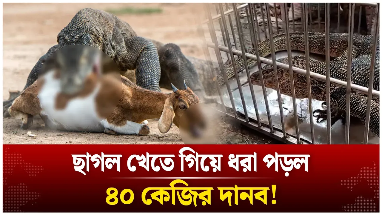 ভোলায় উ'দ্ধা'র ৪০ কেজির বিরল ‘মনিটর লিজার্ড’ | Bhola News | Monitor lizards | Time News Time News