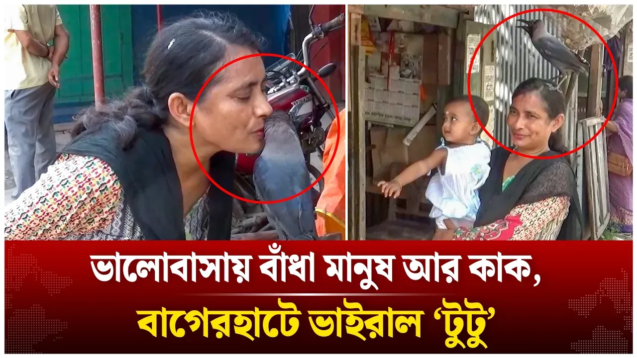 মানুষের মতোই ভালোবাসে কাক ‘টুটু’ | Viral News | Bagerhat  | Time News