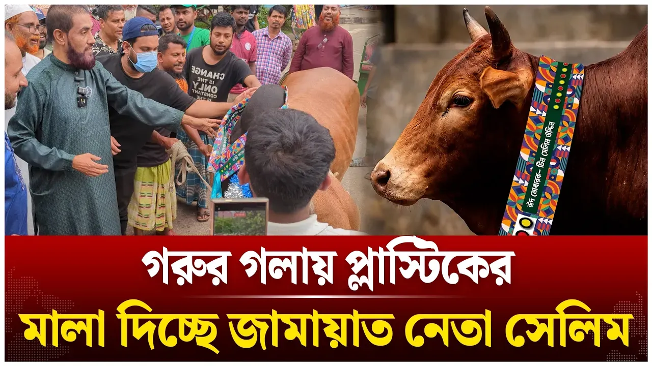 গরুর গলায় প্লাস্টিকের মালা দিচ্ছে জামায়াত নেতা সেলিম | Qurbani Cow | Selim Uddin | Time News