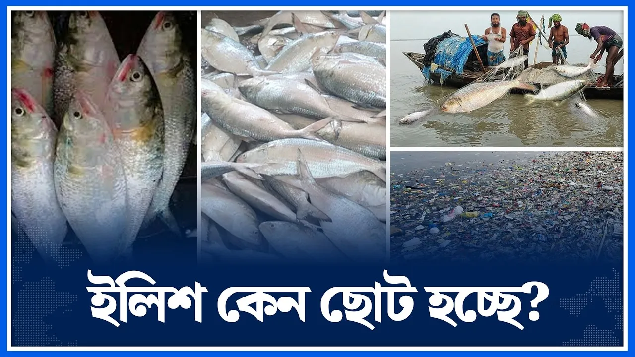 ছোট হচ্ছে ইলিশ, বড় সংকটে জাতীয় মাছ | Ilish | National fish | Time News
