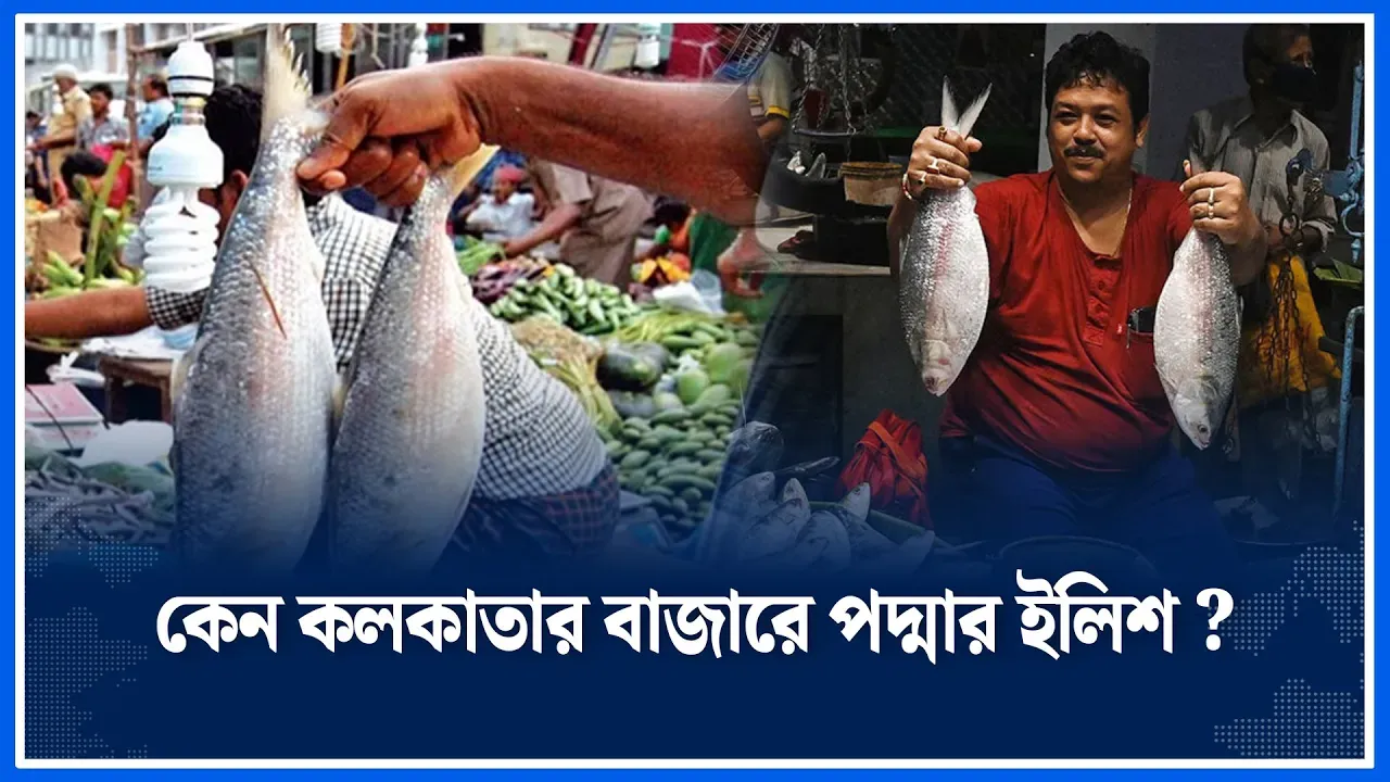 পদ্মার ইলিশ মিলছে কলকাতার বাজারে | Padma | Kolkata  | Time News