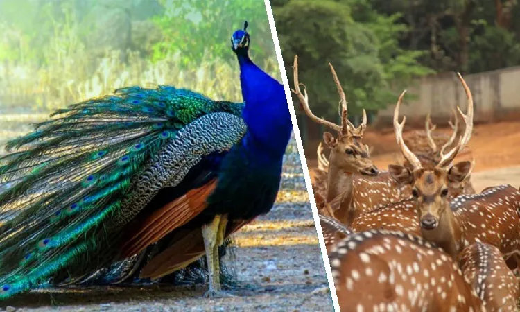 চিড়িয়াখানার হরিণ-ময়ূর বিক্রি, আয় ১ কোটি ৩৪ লাখ
